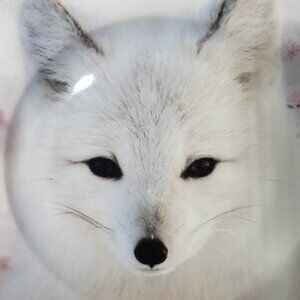 Winter White Fox Dinner Plate by Robert Stanley Home Collection 22F5 Collection
